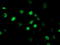 Histone-binding protein RBBP7 antibody, TA504004, Origene, Immunofluorescence image 