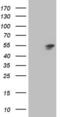 HNF-4-alpha antibody, LS-C798330, Lifespan Biosciences, Western Blot image 