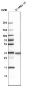 STX3 antibody, HPA002191, Atlas Antibodies, Western Blot image 