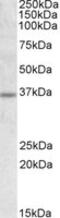 Uncoupling Protein 2 antibody, MBS420657, MyBioSource, Western Blot image 