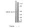 Glycogen Synthase Kinase 3 Beta antibody, TA313125, Origene, Western Blot image 
