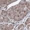 G-Patch Domain Containing 11 antibody, HPA038231, Atlas Antibodies, Immunohistochemistry frozen image 