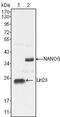 LIN28A antibody, MA5-15453, Invitrogen Antibodies, Western Blot image 
