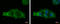 Melanoma-associated antigen 4 antibody, GTX116357, GeneTex, Immunofluorescence image 