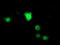 Zinc Finger Protein 397 antibody, TA503687, Origene, Immunofluorescence image 