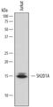 SH2 Domain Containing 1A antibody, AF7440, R&D Systems, Western Blot image 
