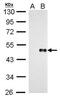 Protein Wnt-8a antibody, PA5-78229, Invitrogen Antibodies, Western Blot image 