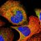 Proto-oncogene vav antibody, HPA001864, Atlas Antibodies, Immunocytochemistry image 