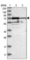 Signal Recognition Particle 68 antibody, PA5-54752, Invitrogen Antibodies, Western Blot image 