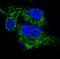 proBDNF antibody, M00035-2, Boster Biological Technology, Immunofluorescence image 