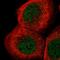 Peptidylprolyl Isomerase Like 3 antibody, HPA040765, Atlas Antibodies, Immunofluorescence image 