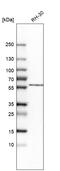 DNA polymerase subunit gamma-2, mitochondrial antibody, HPA023202, Atlas Antibodies, Western Blot image 