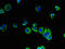 SEC22 Homolog A, Vesicle Trafficking Protein antibody, LS-C379164, Lifespan Biosciences, Immunofluorescence image 