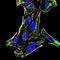 Mitogen-Activated Protein Kinase Kinase 7 antibody, orb325434, Biorbyt, Immunofluorescence image 