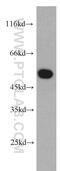 Mitochondrial Translation Release Factor 1 antibody, 11581-1-AP, Proteintech Group, Western Blot image 