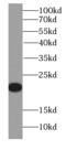 Interleukin 19 antibody, FNab04235, FineTest, Western Blot image 