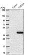 C-Type Lectin Domain Containing 7A antibody, NBP2-13845, Novus Biologicals, Western Blot image 