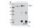 Phospholipase C Gamma 1 antibody, 8713S, Cell Signaling Technology, Immunoprecipitation image 