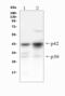 CEBPA antibody, A00386-1, Boster Biological Technology, Western Blot image 