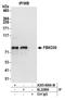 F-Box Protein 30 antibody, A305-690A-M, Bethyl Labs, Immunoprecipitation image 