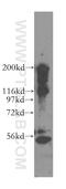 BAF Chromatin Remodeling Complex Subunit BCL11A antibody, 11613-1-AP, Proteintech Group, Western Blot image 