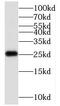 Chromosome 1 Open Reading Frame 50 antibody, FNab01066, FineTest, Western Blot image 