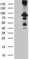 Histone Deacetylase 9 antibody, TA805392, Origene, Western Blot image 