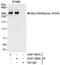 Myosin-XVIIIa antibody, A301-598A, Bethyl Labs, Immunoprecipitation image 
