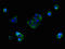 Solute Carrier Family 25 Member 38 antibody, LS-C378727, Lifespan Biosciences, Immunofluorescence image 