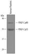 Platelet-derived growth factor C antibody, AF1560, R&D Systems, Western Blot image 