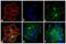Mouse IgG1 antibody, 31862, Invitrogen Antibodies, Immunofluorescence image 