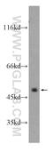 Atypical Chemokine Receptor 3 antibody, 20423-1-AP, Proteintech Group, Western Blot image 