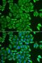 Acylaminoacyl-Peptide Hydrolase antibody, LS-C748517, Lifespan Biosciences, Immunofluorescence image 
