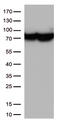 HSP70 antibody, TA500771, Origene, Western Blot image 