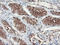 F-Box Protein 21 antibody, LS-C173532, Lifespan Biosciences, Immunohistochemistry frozen image 