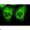 ARRB2 antibody, LS-C814095, Lifespan Biosciences, Western Blot image 