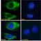 PLXND1 antibody, LS-C55297, Lifespan Biosciences, Immunofluorescence image 