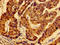 AHSA2 antibody, LS-C399070, Lifespan Biosciences, Immunohistochemistry paraffin image 