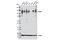Drebrin 1 antibody, 5052S, Cell Signaling Technology, Western Blot image 