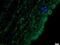 Serine/threonine-protein kinase MARK2 antibody, orb100283, Biorbyt, Immunohistochemistry paraffin image 