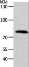 Disintegrin and metalloproteinase domain-containing protein 11 antibody, LS-C406098, Lifespan Biosciences, Western Blot image 