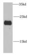 NADH:Ubiquinone Oxidoreductase Subunit B10 antibody, FNab05618, FineTest, Western Blot image 