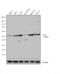 Prostaglandin-Endoperoxide Synthase 1 antibody, PA5-16318, Invitrogen Antibodies, Western Blot image 