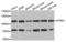 Neurotrophic Receptor Tyrosine Kinase 1 antibody, LS-C331894, Lifespan Biosciences, Western Blot image 