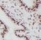 Spindlin Family Member 2B antibody, FNab08179, FineTest, Immunohistochemistry frozen image 