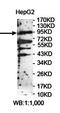 LDL Receptor Related Protein 12 antibody, orb78445, Biorbyt, Western Blot image 