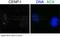 Centromere Protein I antibody, A10263, Boster Biological Technology, Immunohistochemistry frozen image 
