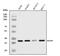 Nedd4 Family Interacting Protein 2 antibody, A08384-1, Boster Biological Technology, Western Blot image 