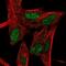 Nuclear receptor ROR-beta antibody, NBP1-82532, Novus Biologicals, Immunofluorescence image 