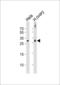 DIRAS Family GTPase 3 antibody, LS-C167421, Lifespan Biosciences, Western Blot image 